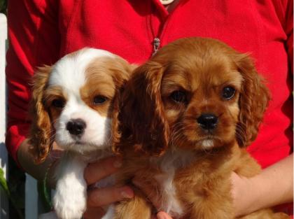 Mini supersüße Cavalier-King-Charles Spaniel Welpen