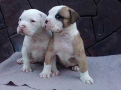 American-Bulldog-Welpen