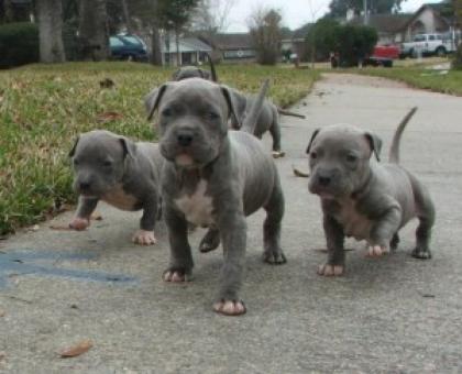 American Bully Welpen mit Ahnentafel
