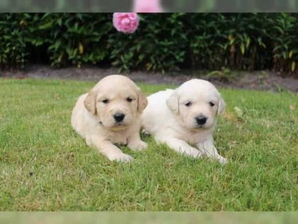 Golden Retriever Welpen