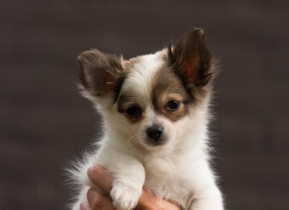 Bildhübsche Chihuahua Welpen in Kurzhaar