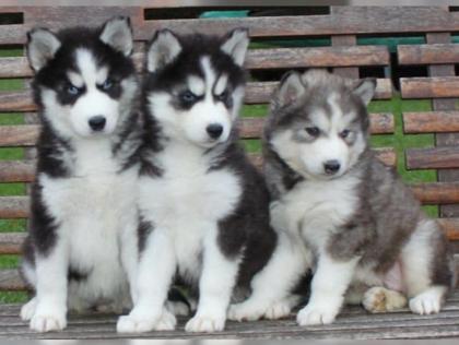 Sibirische Husky Welpen zu verkaufen