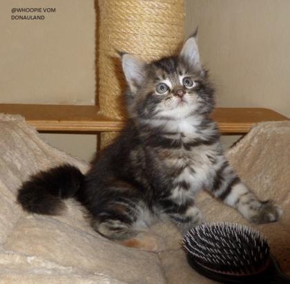 Zwei süße Maine Coon Mädel