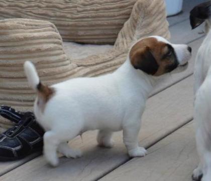 Jack-Russell-Welpen