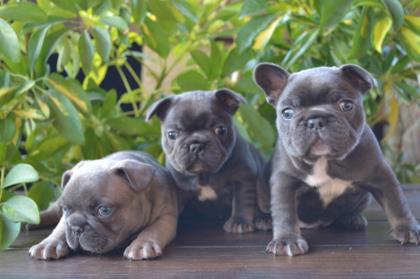 Französische Bulldoggen Welpen
