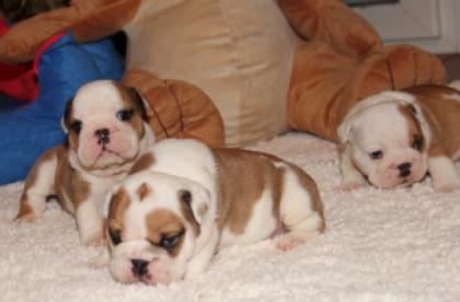 Freiatmende English Bulldog Welpen al mit Papieren