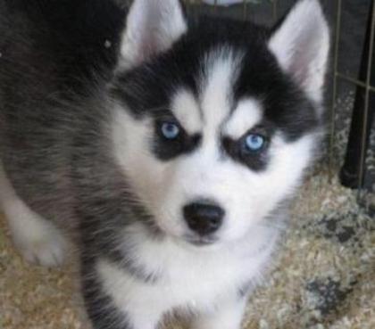 6 niedlichen Siberian Husky abzugeben