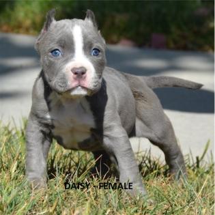 Pit Bull Welpe Blueline