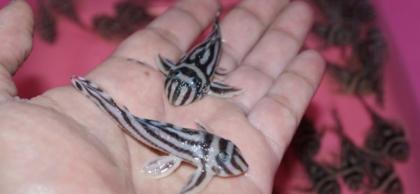 L046 Zebra Hypancistrus