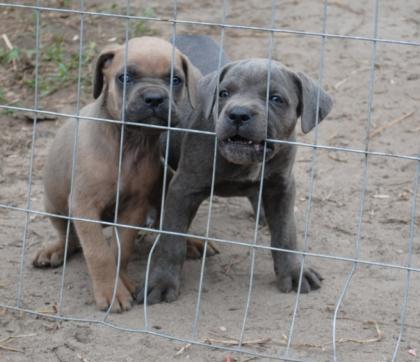 Schöne Cane Corso Welpen zu verkaufen.