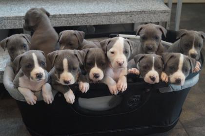 Schöne Amstaff Welpen mit papieren