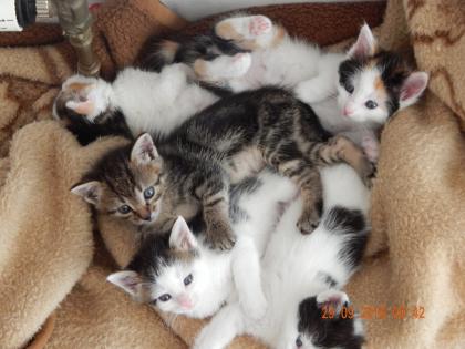 Süsse Katzenbabys