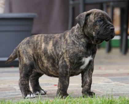 Wundervolle Dogo Presa Canario Welpen