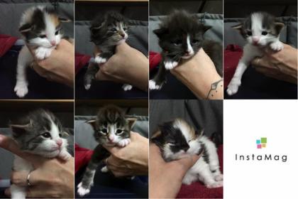 Norwegische Waldkatzen - Baby s - Kitten m. Stammbaum Pap. -