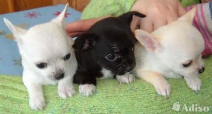 SUPER Chihuahua Welpen in Kurzhaar, VDH/FCI. Klasse statt Masse