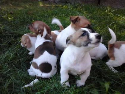Jack Russell Welpen