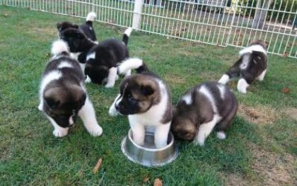 American Akita Welpen aus Champion Nachzucht B Wurf