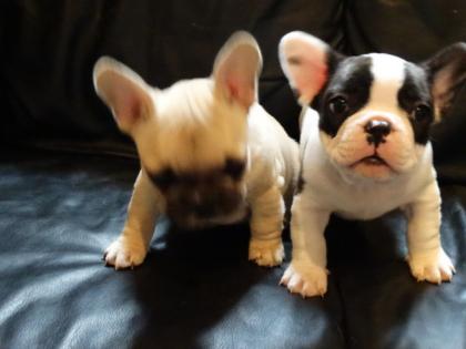 Französische Bulldoggen Welpen