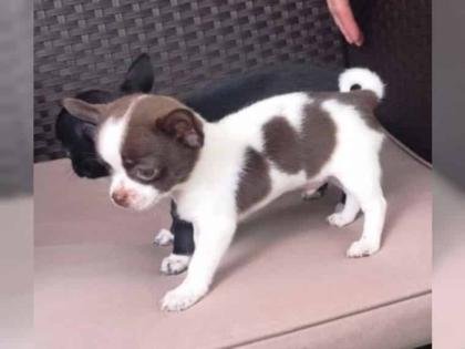 SUPER Chihuahua Welpen in Kurzhaar, VDH/FCI. Klasse statt Masse