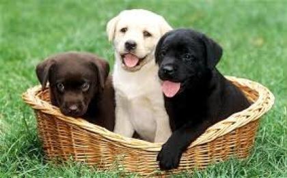 Labrador Retriever Welpen