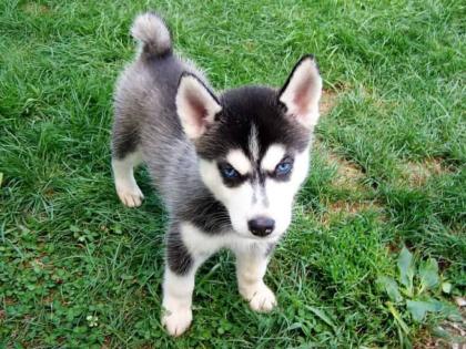 Süße Siberian Husky Welpen