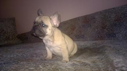 Französische bulldogge babys