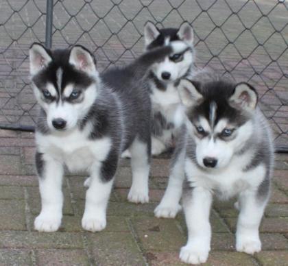 Wunderschöne reinrassige Siberian Husky Welpen zu verkaufen.