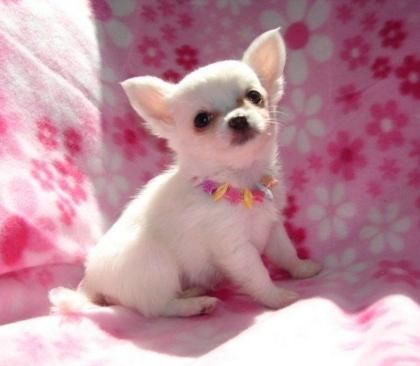 Mini reinrassiger Chihuahua zu verkaufen
