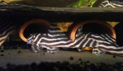 L046 Zebra Hypancistrus