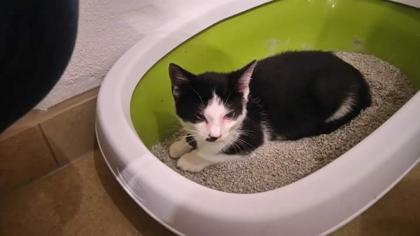 Babykatzen