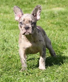 Weihnachten Französische Bulldoggen Welpen in Blau und Blaufawn