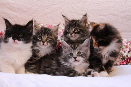 . Sehr typvolle Maine Coon Kitten mit Stammbaum .