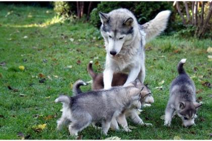Reinrassige Siberian Husky Welpen
