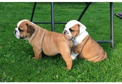 Super nette englische Bulldogge-Welpen