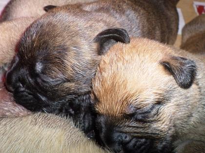 9 Bullmastiff Welpe, FCI.