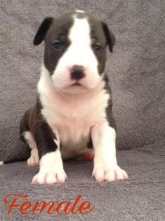 Wunderschöne American Bully XXL Welpen aus Top Verpaarung