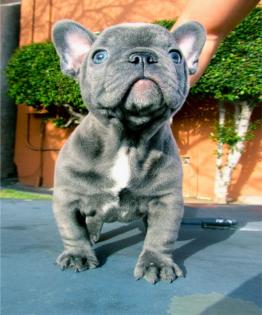 Französische und Englische Bulldogge Welpen Reinrassig mit Papieren