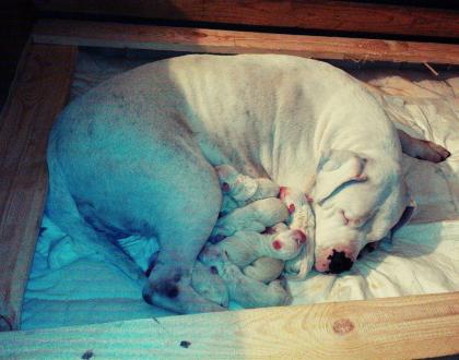 Dogo Argentino Welpen aus VDH Zucht geboren