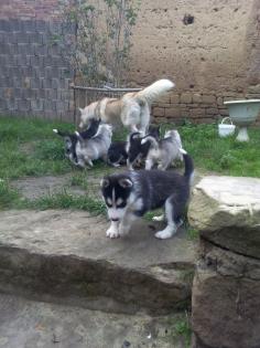 Huskywelpen