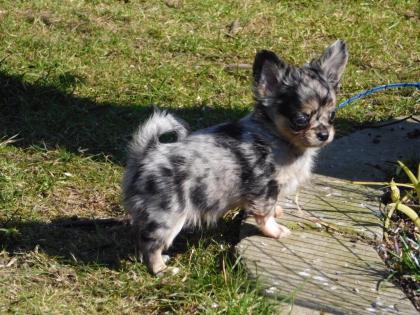 Weihnachten Wunderschöne Chihuahua Welpen in tollen Farben