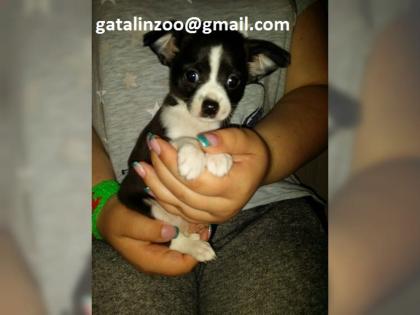 Chihuahua Welpen zu verkaufen