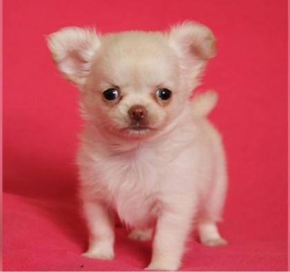 Wunderschöne Reinrassige Mini Chihuahua Welpen