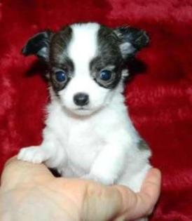 Mini Chihuahua welpen
