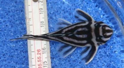 Verfügbar L046 Zebra Pleco