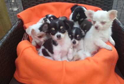Wunderschöne mini Chihuahua Welpen