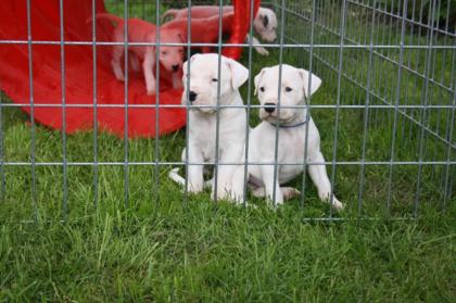 Dogo Argentino Welpen aus VDH Zucht geboren