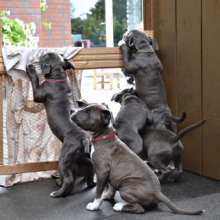 Weihnachten American Staffordshire welpen Weibchen und Rüden