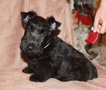Weihnachten Scottish Terrier Welpen VDH/KFT