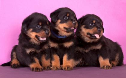 Rottweiler welpen reinrassig