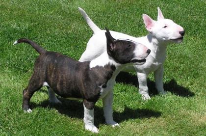Miniature Bull-Terrier Welpen zu verkaufen dsfdsf